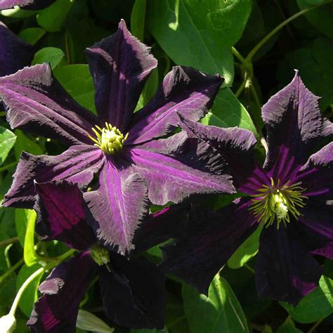 Cl Matite Romantika Grandes Fleurs Violet Fonc Plante Grimpante