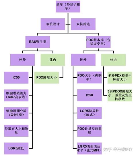 基于类器官数据FDA快速审批EGFR LGR5 双特异性抗体试验 知乎