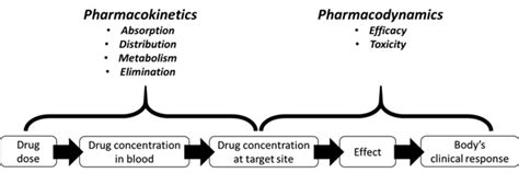 The Relationship Between Pharmacokinetics And Pharmacodynamics With