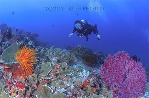 Komodo Diving National Park Labuan Bajo Scuba Go