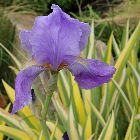 Dalmatian Iris Iris Pallida Variegata