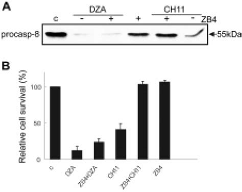 The Effect Of Antagonistic Fas Ab Zb On The Activation Of Caspase