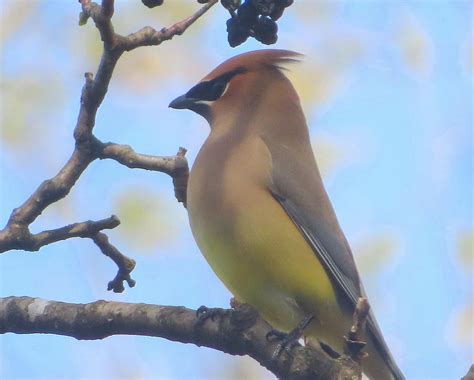 Cedar Waxwing Photograph By Tom Strutz Fine Art America