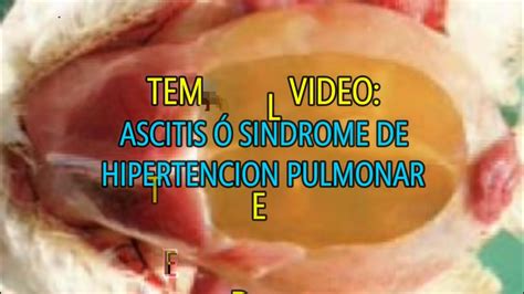 Ascitis En Pollos De Engorde Concejos Importantes Para Manejo En