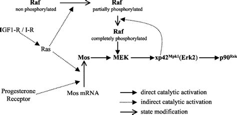 Model For The Map Kinase Pathways Activation During Insulin And