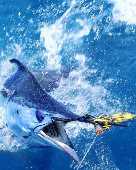 Join The Conservation Efforts To Save The Western Atlantic Blue Marlin