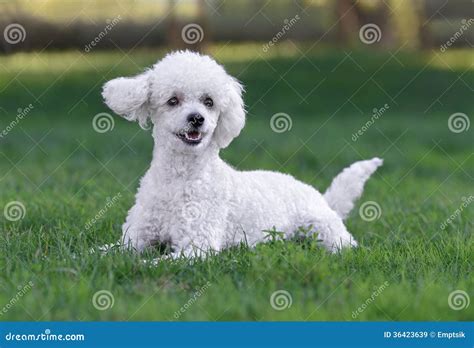 Cute White Male Poodle Puppy Stock Image Image Of Head Happy 36423639