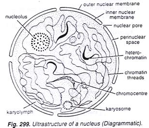 Nucleus Drawing at PaintingValley.com | Explore collection of Nucleus ...