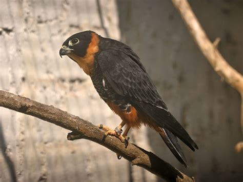 falco rufigularis bat falcon  zoos