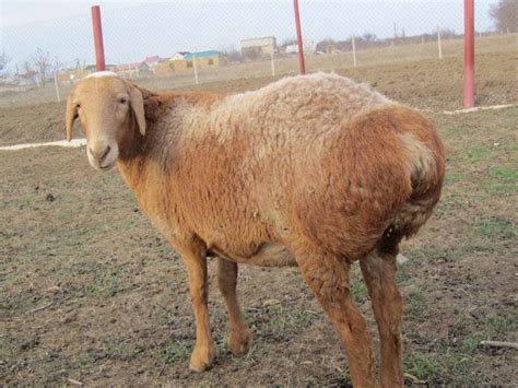 Курдючный баран (овца): фото, что такое курдюк, описание и разведение