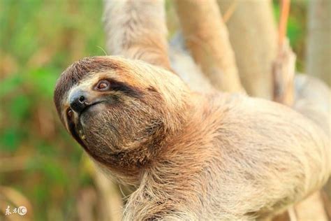 世界上最懶的動物 懶到極致 無法形容 每日頭條