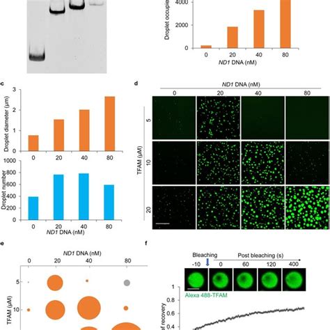 Phase Separation Of Tfam And Dna In Vitro A The Electrophoresis Of Nd