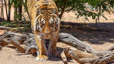 Tiger attacks Arizona animal sanctuary director, former Las Vegas ...