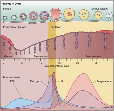 Female Reproductive Histology Notes Medical Histology Jacobs School Of Medicine