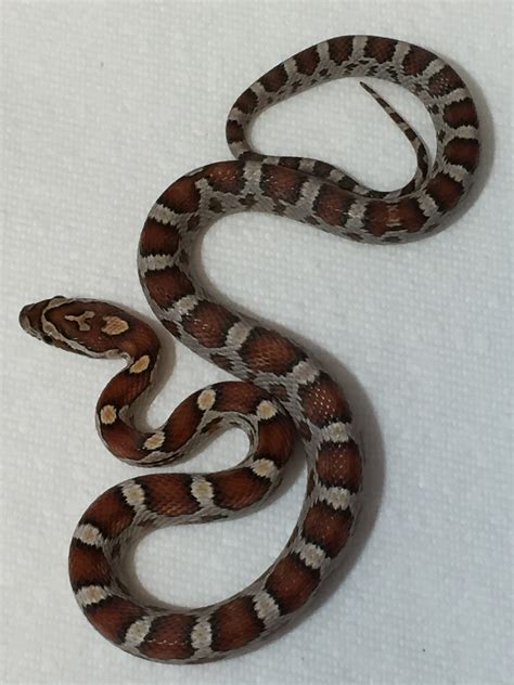 Miami Corn Snake Traits Morphpedia