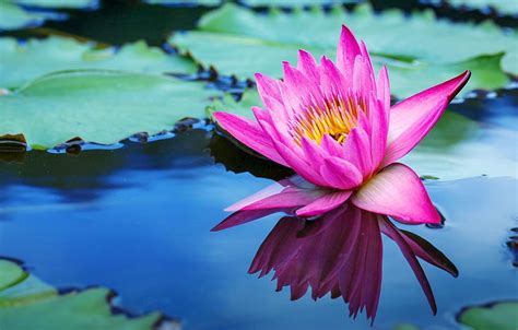 Flowers Lake Lotus Pink Flowers Lake Lotus Water Water Lilies