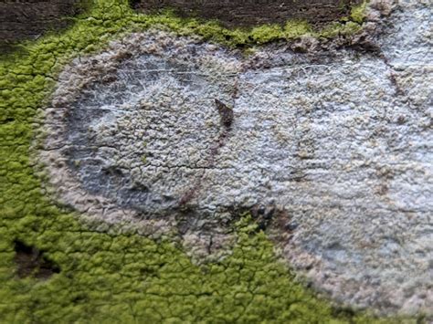 Premium Photo A Close Up Of A Green Moss Covered Surface With A White