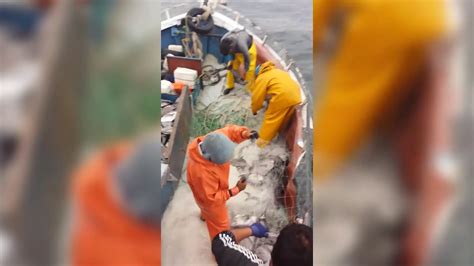 Pescadores de Aysén en alerta por recurso reineta VIERNES 25 08 2017