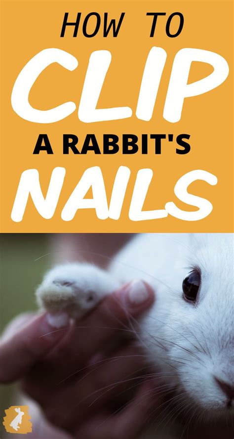 Bunny Manicure How To Clip Your Rabbits Nails Pet Rabbit Indoor