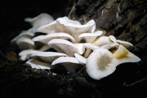 Glow In The Dark Mushrooms Omphalotus Nidiformis