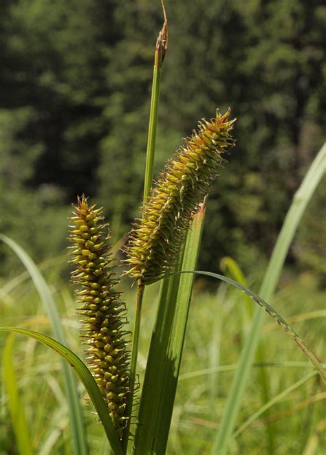 Beaked Sedge Plants Of Lone Mesa State Park INaturalist