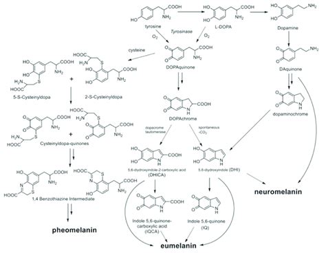 Reactions Involved In The Formation Of Natural Pheomelanin Eumelanin