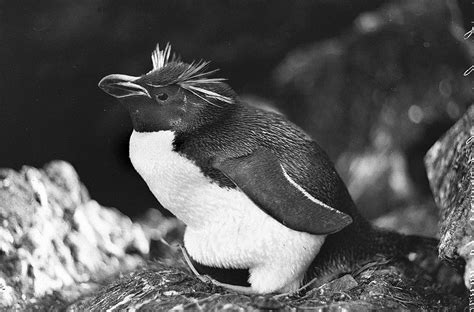 40 Amazing Photographs From the First Australasian Antarctic Expedition ...