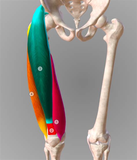 Quad Muscles Diagram | Quizlet