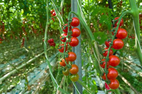 rote tomaten im gewächshaus Lizenzfreies Foto 9802848