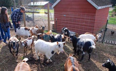 Applegarth Farm: Nigerian Dwarf Goats