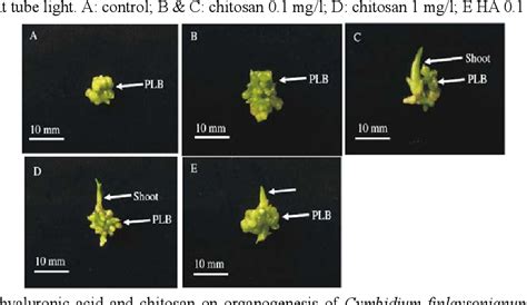 Table From Organogenesis Of Cymbidium Finlaysonianum Under Different