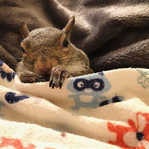 Esquilo resgatado após furacão só dorme ursinho de pelúcia Metrópoles