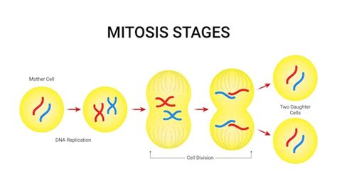 stages  mitosis cell division mocomi kids