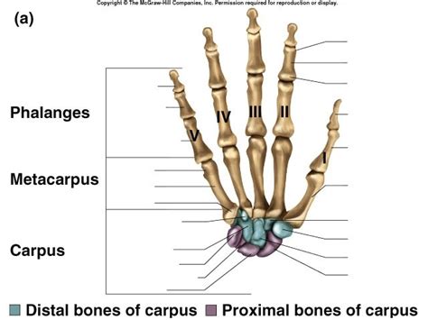 Carpals And Metacarpals