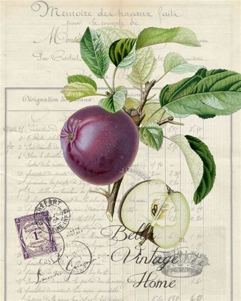 Pin By Maxie Jingles On Journal Botanicals Botanical Prints