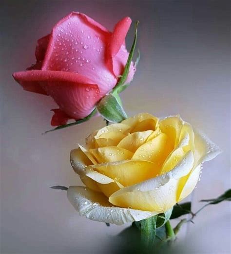 Two Yellow And Pink Roses With Water Droplets On Them