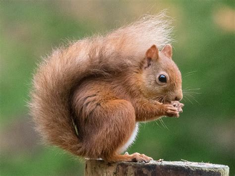 Female Red Squirrel Sitting Pretty Sandy Maclennan Flickr