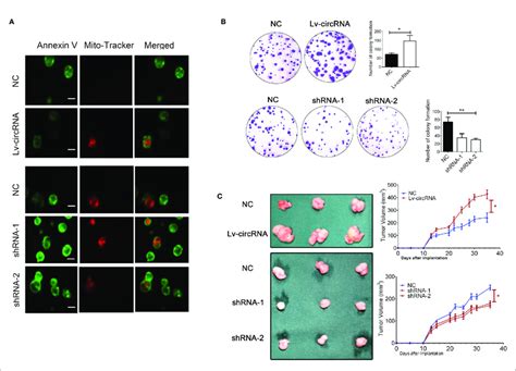 The Circ0032822 Promoted Cell Proliferation While Reduced Apoptosis