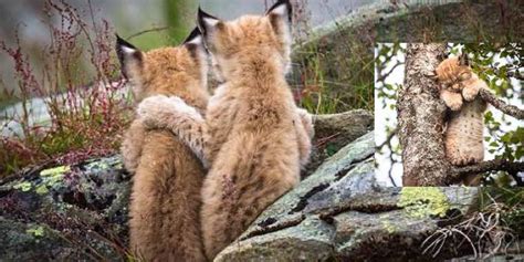 Beautiful Moment Lynx Kitten Puts a Wise Paw on the Shoulder of Its ...