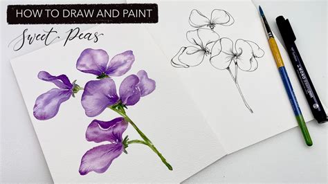 Watercolour Sweet Peas How To Draw And Paint Aprils Birth Month