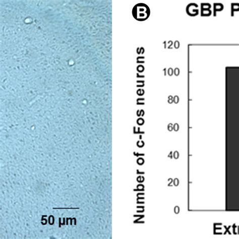 Figue 2 Photomicrographs Showing The Expression Of C Fos Protein In