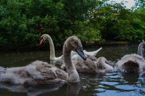 "Baby Swans" Images – Browse 386 Stock Photos, Vectors, and Video ...