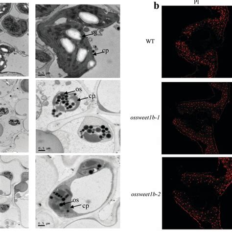 Tissue Structure Observation A Ultrastructural Observe Of The Download Scientific Diagram