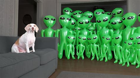 Dog Unmoved By Alien Invasion Prank Funny Dog Maymo Vs Aliens Youtube