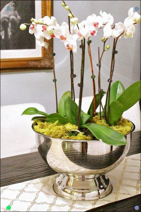 Orchids Potted In A Large Silver Punch Bowl Beautiful Orchids Orchid