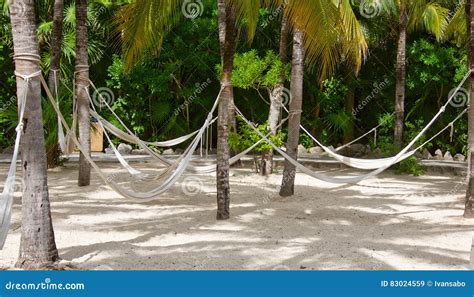 Hammocks Stock Image Image Of Tree Vacation Tranquil 83024559