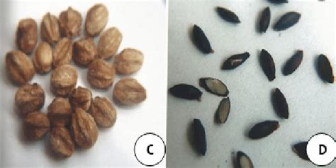 Figure C And D Mature Dried Fruits With The Pericarp Removed And Seed Download Scientific