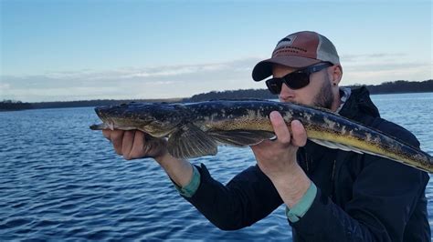 Flathead On Glidebaits Hooked Up Magazine