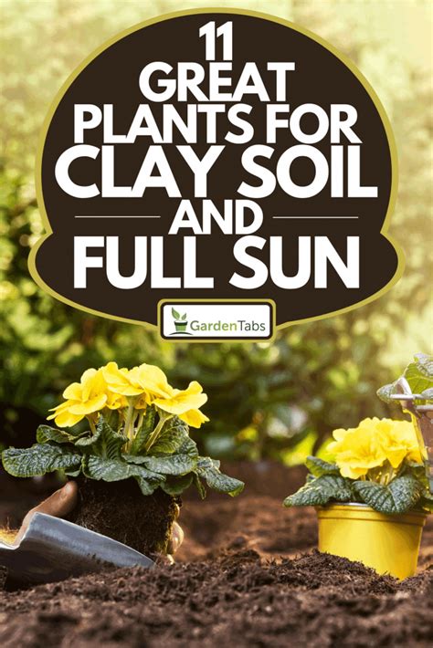 11 Great Plants For Clay Soil And Full Sun