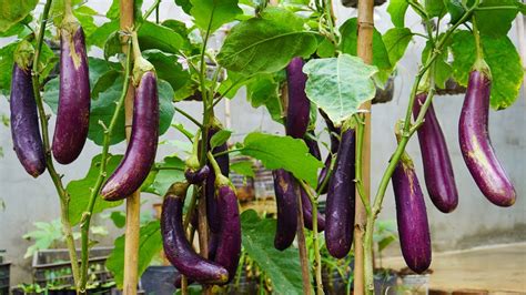 How To Grow Eggplant From Seeds At Home For Beginners Youtube